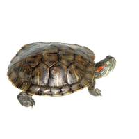 Box Turtle Transparent