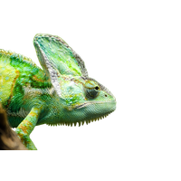 Iguana Transparent Picture
