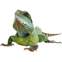 Iguana Transparent Background