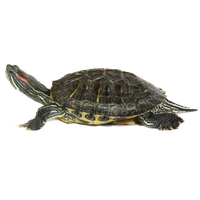 Box Turtle Transparent Image