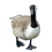 Goose Transparent Image