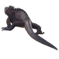 Iguana Transparent