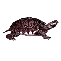 Box Turtle Clipart