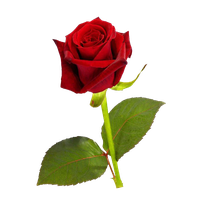 Single Red Rose Hd