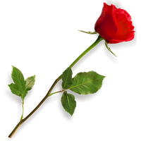 Single Red Rose Image