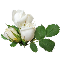White Rose Transparent