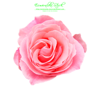 Pink Rose Free Download