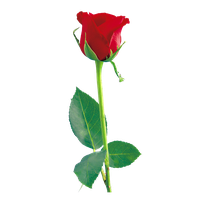 Single Red Rose File