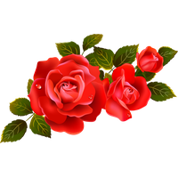 Red Rose Image