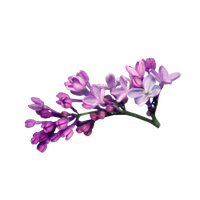 Lilac File