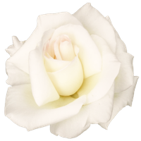 White Rose Transparent Image