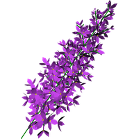 Lilac Transparent