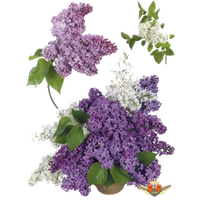 Lilac Transparent Image