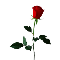 Single Red Rose Transparent Background