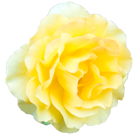 Yellow Rose Transparent Background