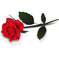 Single Red Rose Transparent