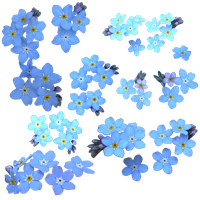 Forget Me Not Clipart