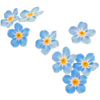 Forget Me Not Transparent