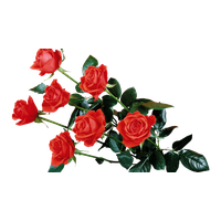 Red Rose Transparent