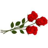 Single Red Rose Transparent Image