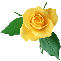 Yellow Rose Clipart