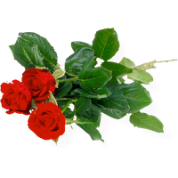 Rose Bunch Transparent Background