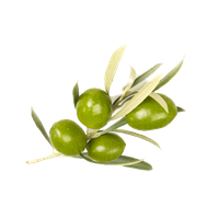 Olive Image