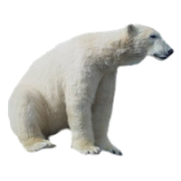 Polar Bear Hd