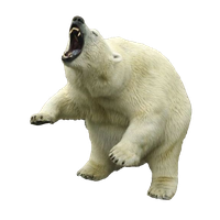 Polar Bear Clipart