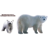 Polar Bear Transparent Background
