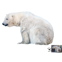 Polar Bear File