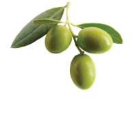 Olive Clipart