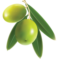 Olive Transparent