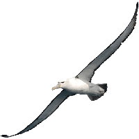 Albatross Clipart