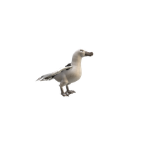 Albatross Hd