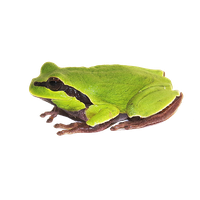 Amphibian Clipart