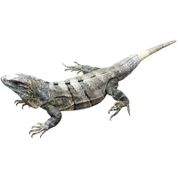 Amphibian Image