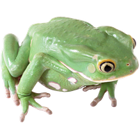 Amphibian Transparent Image
