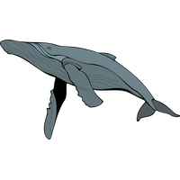 Blue Whale Free Download