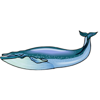 Blue Whale Hd