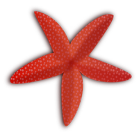 Cute Starfish Hd