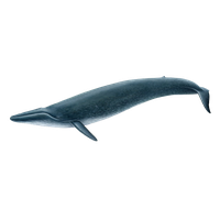Blue Whale Picture
