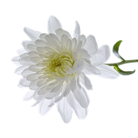 Chrysanthemum Transparent