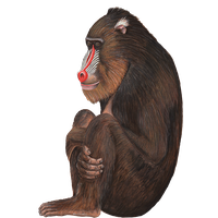 Baboon Png