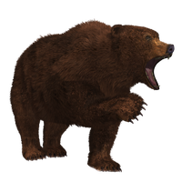 Bear Png 7