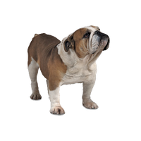 Bulldog Png Image