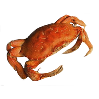 Crab Png Picture