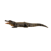 Crocodile Transparent