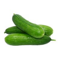 Cucumber Png Image