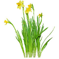 Daffodils Png Clipart
